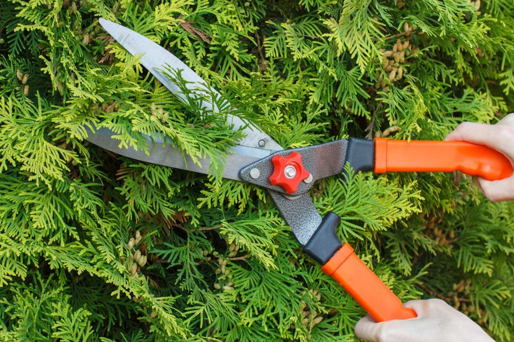 Bushes why trim